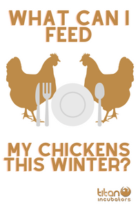 What can I feed my chickens in winter?