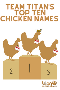 Team Titan's Top Ten Chicken Names!