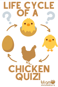 LIFE CYCLE OF A CHICKEN QUIZ