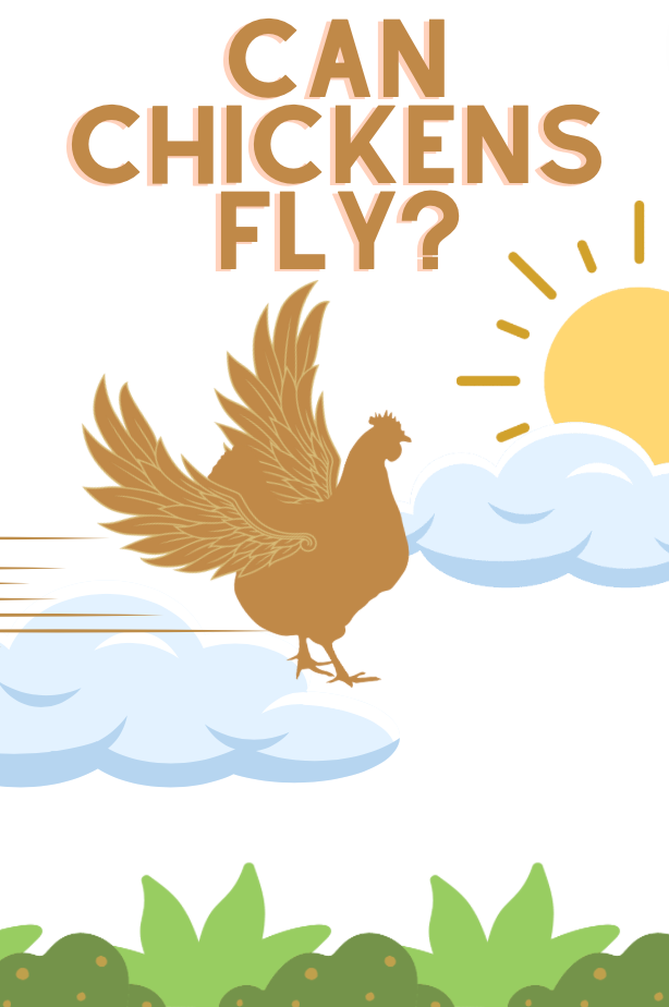CAN CHICKENS FLY?