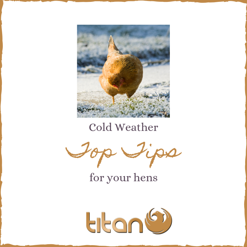 Conservazione dei polli in inverno - I migliori consigli per le basse temperature