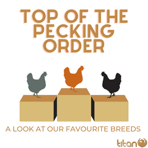 Our Pecking Order... What are our favourite breeds? 🐓🔢