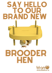Say hello to our new HEN BROODER design!
