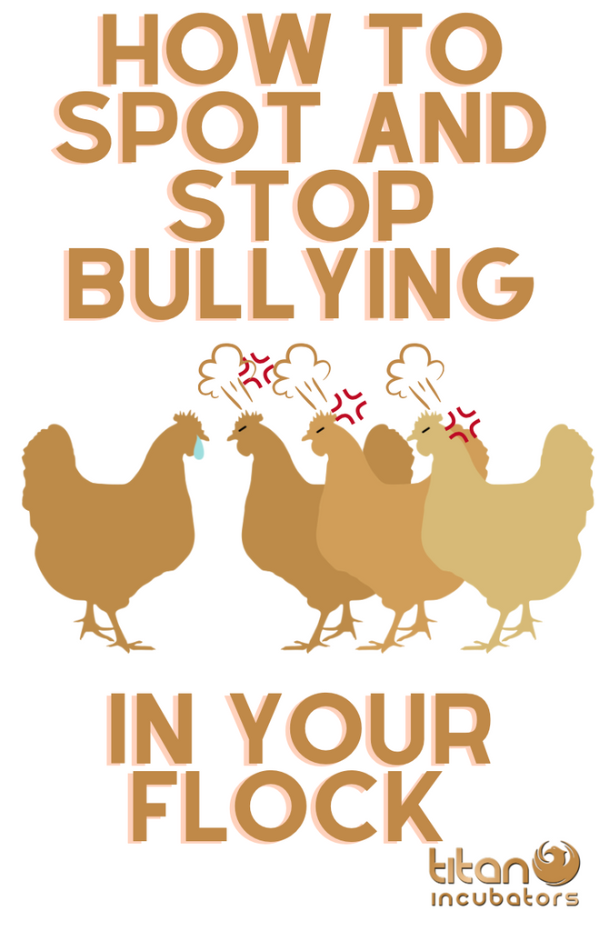 HOW TO SPOT AND STOP BULLYING IN YOUR FLOCK