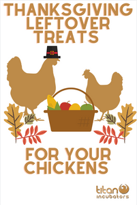 Thanksgiving leftover treats for your chickens
