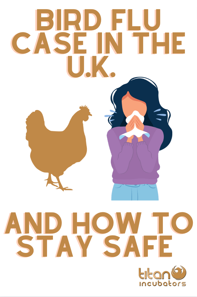 STAYING SAFE WITH BIRD FLU