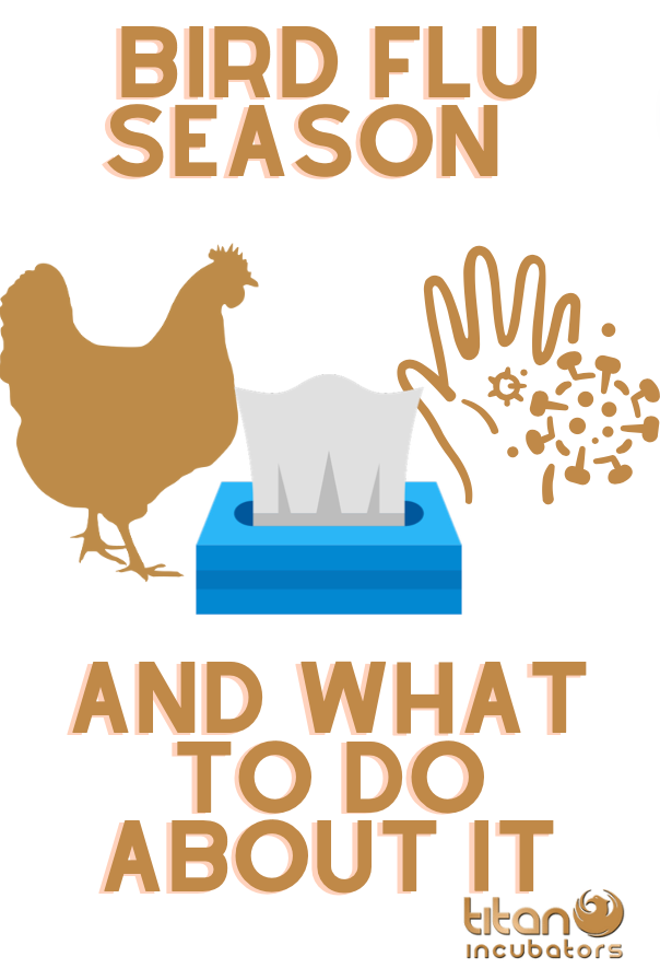 Bird Flu Season and what to do about it