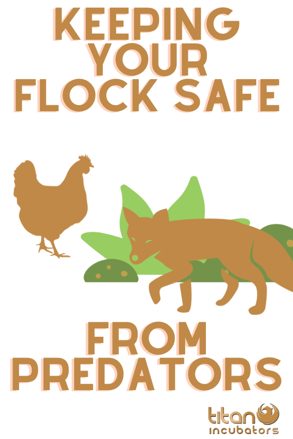 KEEPING YOUR FLOCK SAFE FROM PREDATORS