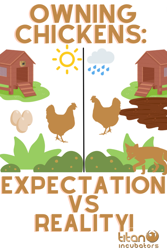 OWNING CHICKENS: EXPECTATIONS VS REALITY