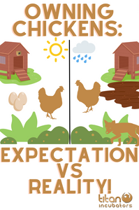 OWNING CHICKENS: EXPECTATIONS VS REALITY