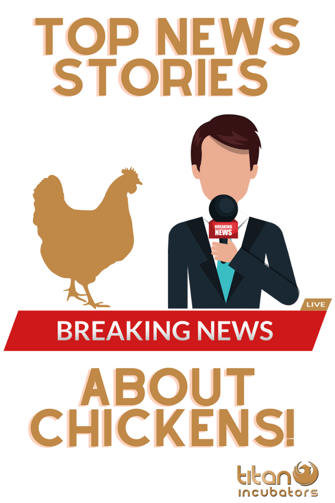 TOP 4 NEWS STORIES ABOUT CHICKENS