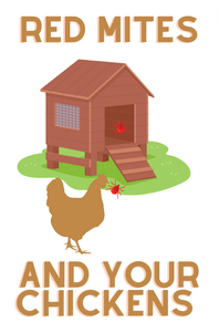 RED MITES AND YOUR CHICKENS