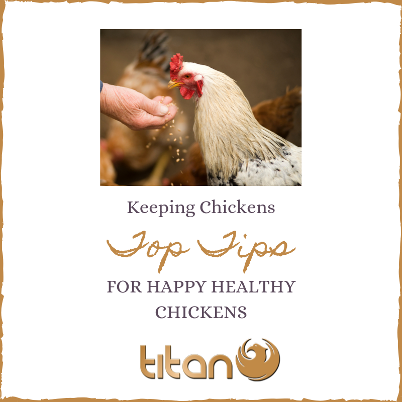 Is keeping Chickens Easy?