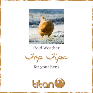 Chicken Keeping in Winter - Cold Weather Top Tips