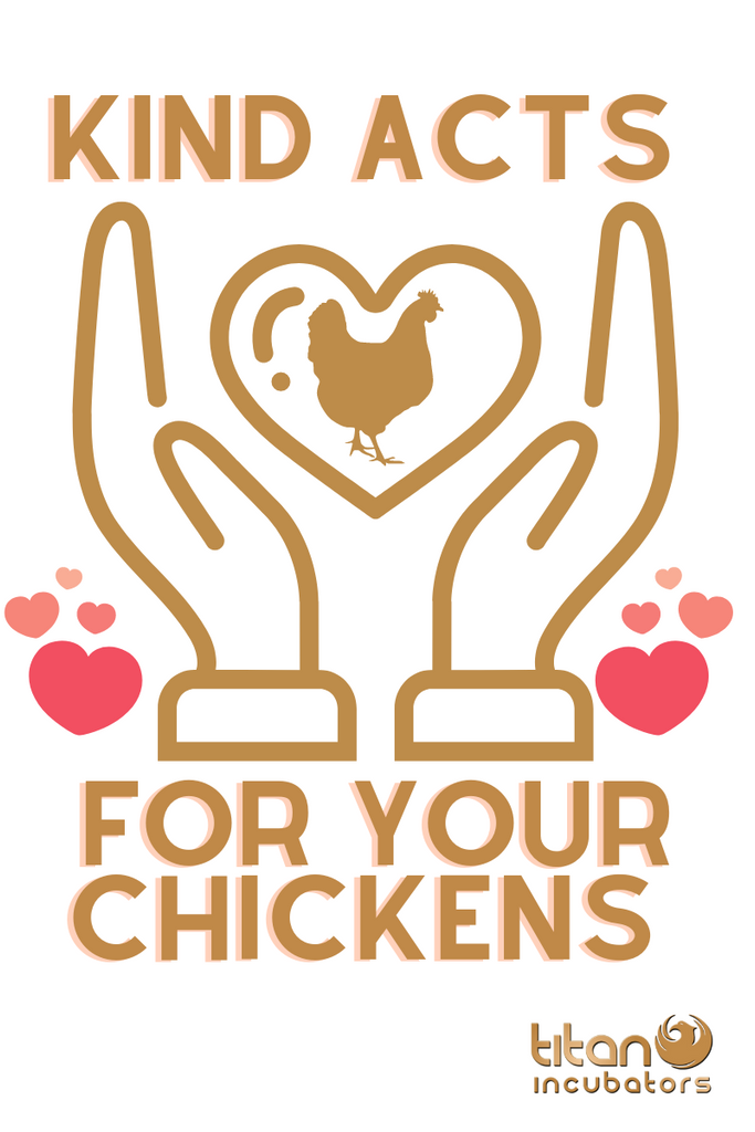 Three World Kindness Day Ideas for your Chickens!